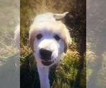 Small Photo #4 Great Pyrenees Puppy For Sale in YELM, WA, USA
