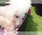 Small #1 Poodle (Toy)