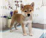Small Photo #1 Shiba Inu Puppy For Sale in CHINO HILLS, CA, USA