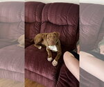 Small #5 Chocolate Labrador retriever Mix