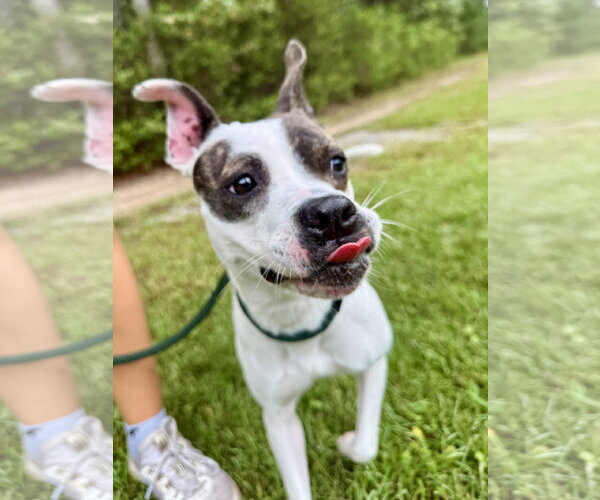 Medium Photo #3 Boston Terrier-Unknown Mix Puppy For Sale in Hilton Head, SC, USA