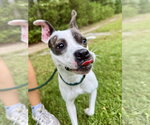 Small Photo #3 Boston Terrier-Unknown Mix Puppy For Sale in Hilton Head, SC, USA