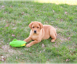 Small #6 Labrador Retriever
