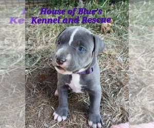 American Pit Bull Terrier Puppy for Sale in DELAWARE, Ohio USA
