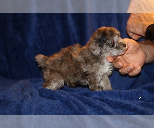 Medium Photo #13 Poodle (Toy) Puppy For Sale in DYERSBURG, TN, USA