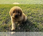 Small Photo #3 Goldendoodle Puppy For Sale in GROVETON, TX, USA