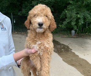 Goldendoodle (Miniature) Puppy for Sale in BRKN ARW, Oklahoma USA