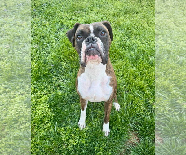 Medium Photo #1 Boxer-Unknown Mix Puppy For Sale in Dumont, NJ, USA