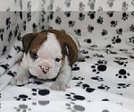 Small Photo #2 English Bulldog Puppy For Sale in MARTINSVILLE, NJ, USA
