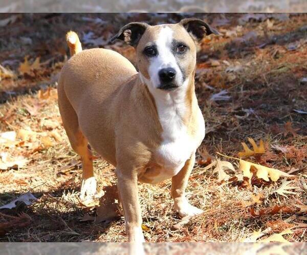 Medium Photo #1 Chihuahua-Unknown Mix Puppy For Sale in Tallahassee, FL, USA