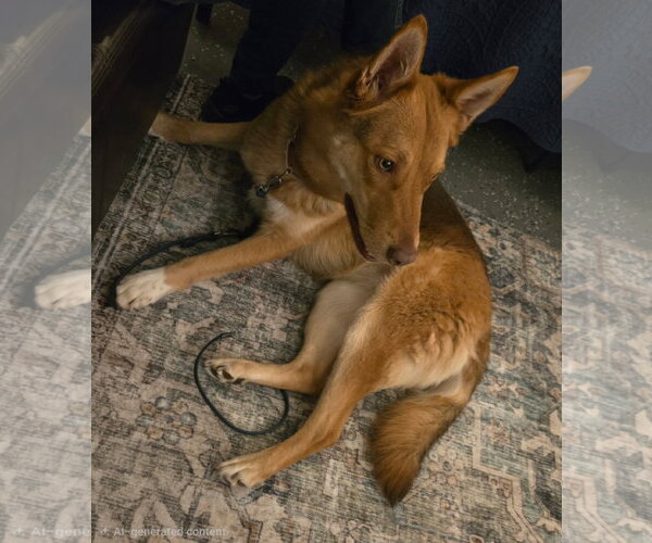 Medium Photo #3 German Shepherd Dog Puppy For Sale in Los Angeles, CA, USA