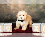 Small #5 Maltipoo