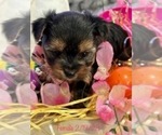 Small Photo #8 Yorkshire Terrier Puppy For Sale in SACRAMENTO, CA, USA