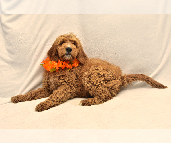 Medium Photo #10 Goldendoodle Puppy For Sale in PRESCOTT VALLEY, AZ, USA
