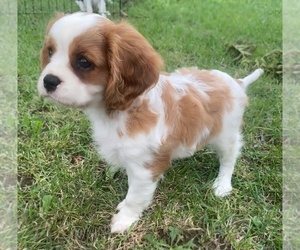 Cavalier King Charles Spaniel Puppy for sale in GRANGER, IN, USA