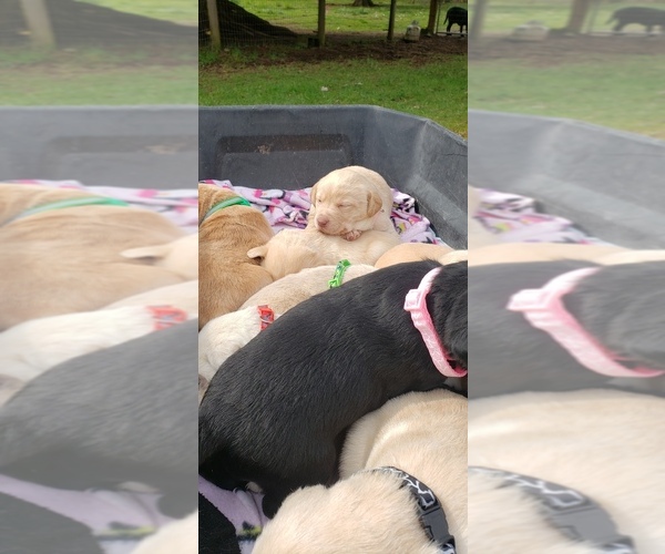 Medium Photo #14 Labrador Retriever Puppy For Sale in OLYMPIA, WA, USA