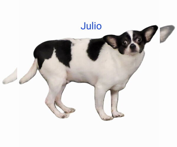 Medium Photo #1 Chihuahua Puppy For Sale in Thomasville, NC, USA