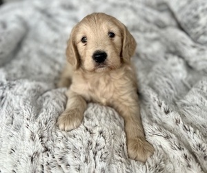 Goldendoodle Puppy for sale in DEWEY, AZ, USA