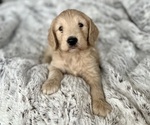 Small Goldendoodle