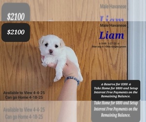 Havanese Puppy for sale in TUCSON, AZ, USA