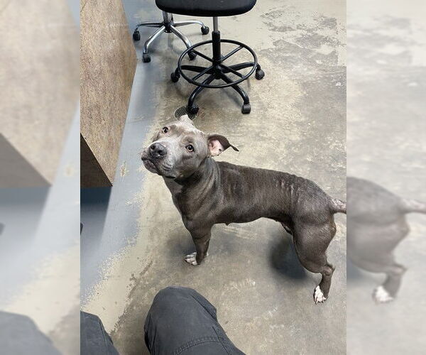 Medium Photo #1 American Staffordshire Terrier-Unknown Mix Puppy For Sale in Tallahassee, FL, USA