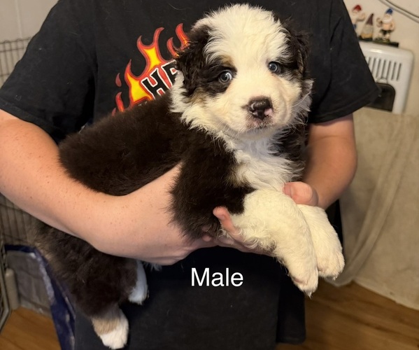 Medium Photo #5 Australian Shepherd Puppy For Sale in COUCH, MO, USA