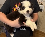Small #4 Australian Shepherd