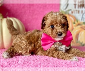 Poodle (Toy) Puppy for sale in LANCASTER, PA, USA