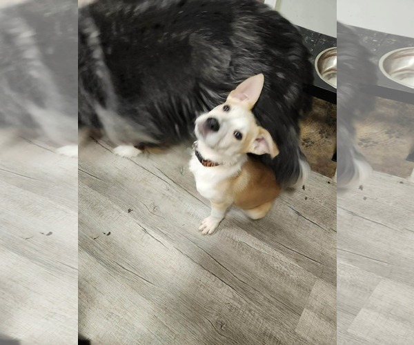 Medium Photo #2 Mutt Puppy For Sale in Holly Springs, NC, USA