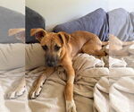 Small #2 white german shepherd Mix