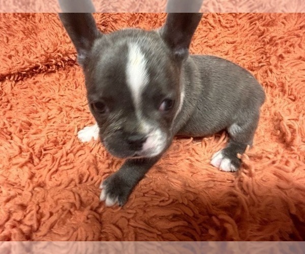 Medium Photo #1 French Bulldog Puppy For Sale in RESACA, GA, USA