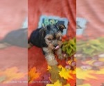 Small #18 Yorkshire Terrier