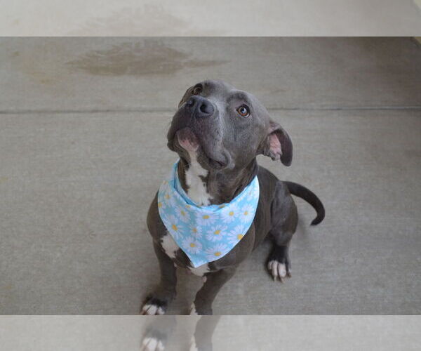 Medium Photo #3 American Pit Bull Terrier-Unknown Mix Puppy For Sale in McKinney, TX, USA