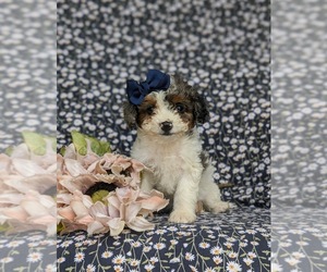 Cavapoo Puppy for Sale in COCHRANVILLE, Pennsylvania USA