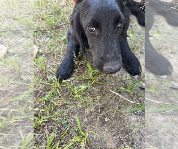 Medium Photo #2 Flat Coated Retriever-Golden Retriever Mix Puppy For Sale in EVA, AL, USA