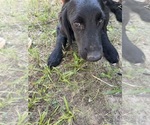 Small #1 Flat Coated Retriever-Golden Retriever Mix