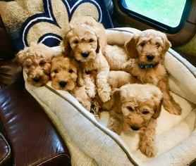 Goldendoodle (Miniature) Puppy for sale in FREDERICK, MD, USA