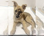 Small #2 Catahoula Leopard Dog-German Shepherd Dog Mix