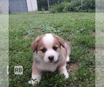 Puppy Hank Royal Blue Pembroke Welsh Corgi