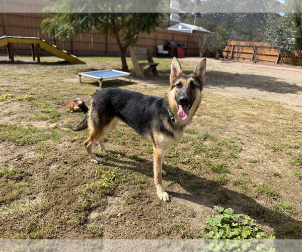 Medium Photo #2 German Shepherd Dog Puppy For Sale in San Diego, CA, USA