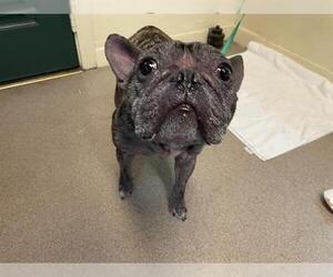 French Bulldog Dogs for adoption in Pasadena, CA, USA