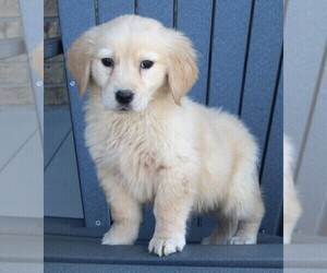 Golden Retriever Puppy for sale in FREDERICKSBURG, OH, USA