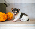 Puppy Vivi Fox Terrier (Toy)