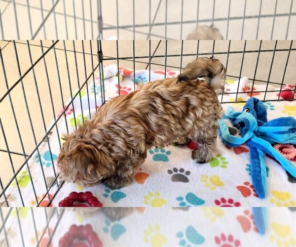 Medium Photo #6 Morkie Puppy For Sale in ORO VALLEY, AZ, USA