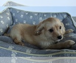 Small Photo #7 Cavachon Puppy For Sale in FREDERICKSBURG, OH, USA