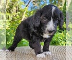 Small #8 F2 Aussiedoodle