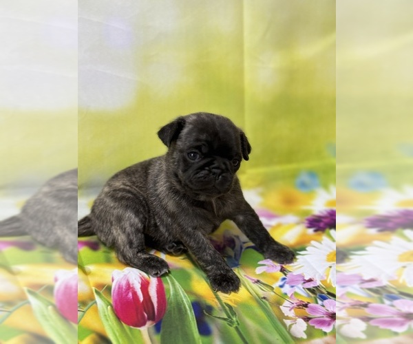 Medium Photo #9 Pug Puppy For Sale in BRIDGEPORT, CT, USA