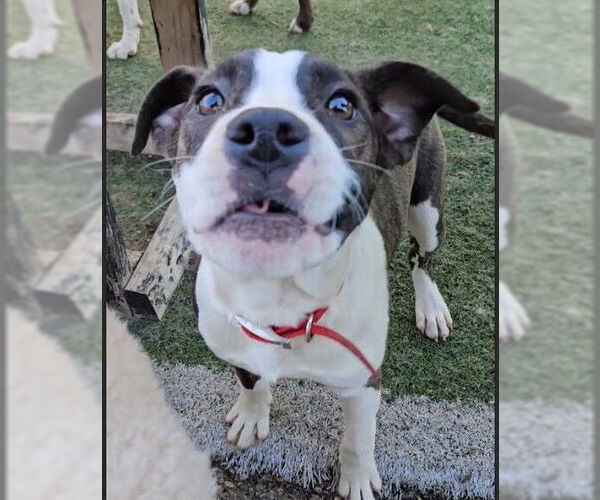 Medium Photo #4 Mutt Puppy For Sale in Evansville, IN, USA