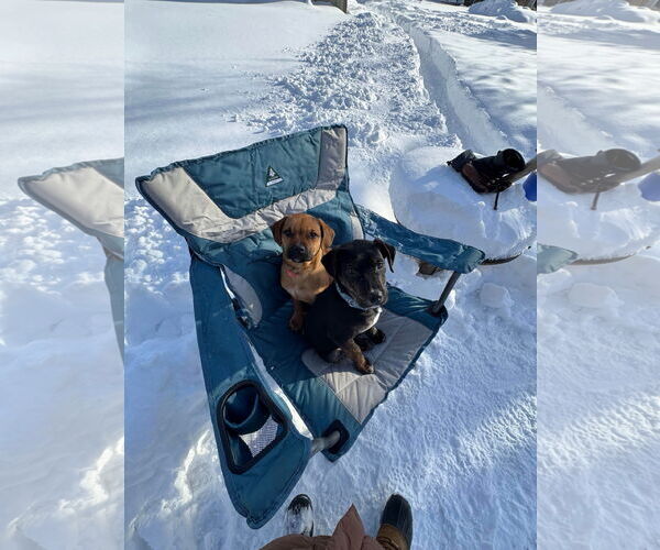 Medium Photo #10 English Mastweiler Puppy For Sale in Oro Medonte, Ontario, Canada