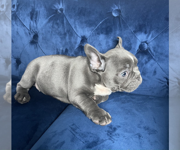 Medium Photo #6 French Bulldog Puppy For Sale in PITTSBURGH, PA, USA